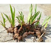 5 bulbi iris germanica viola di tre anni piante per giardino