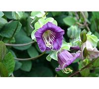 5 Cobea Violetta Seeds: Package Contains Seeds