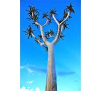 5 dichotoma Seeds Rare Baobab Agave Namibia Seed No Huernia: Package Contains Seeds