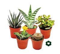 5 different succulents 5,5cm pot in set