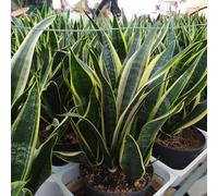 5 Germogli Con Radici Di Sanseveria Laurentis 18€