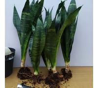 5 Germogli Con Radici Di Sanseveria Zeylanica 18 €
