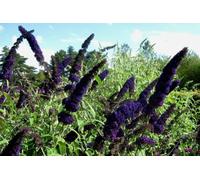 5 Graines d'Arb a Pllons Purple (Buddleia Davidii Black Knight) G476 Seeds Seeds ONLY