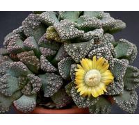 5 graines de Titanopsis Calcarea Concrete Leaf Living s Seeds H425 Seeds ONLY