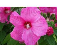 5 Graines Ketmie des Marais Rose (Hibiscus Moscheutos) G52 Graines de Mauve des Marais