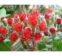 5 grams Callistemon Citrinus Tree - Red Bottle Brush Tree Seeds: Seeds: Package Contains Seeds