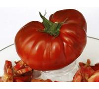 5 pacchetti di 25 semi Mr. Brown Seeds ONLY