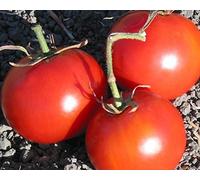 5 packets of 25 seeds All Purpose Gill Tomato:packing seeds only