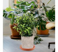 5 Pcs Terracotta Pot Sottovaso Pianta Sottovasi Per Piante Da Esterno