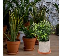 5 Pcs Vasi Per Piante Con Drenaggio Sottovasi Terracotta Piccoli Vassoio Di