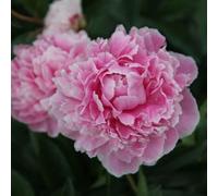 5 PEONY SEEDS "Sarah Bernhardt" : Package Contains seeds