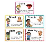5 per l ' apprendimento dei cinque sensi per la artoline per poster sull ' apprendimento della cognizione sensoriale per bambini in età prescolare Sviluppo