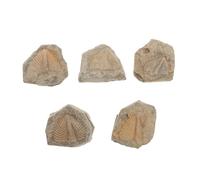 5 Pezzi Campione di Trilobite per Studio Scientifico Realistico | Linee Chiare e Forma Casuale, per Scienza, Collezione, Schede Studente, Insegnanti e Ragazzo Ragazza
