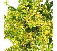 5 pezzi di agrifoglio giapponese Bergilex Ilex Crenata 'Golden Gem', 15-20 cm, verde sempre, resistente all'inverno