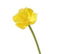 5 pezzi di fiori di papavero artificiali, steli di papaveri di seta multicolori al tocco reale for la decorazione di centrotavola for la casa, la festa nuziale, senza acqua necessaria(Yellow)