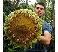 5 pezzi di semi di girasole giganti commestibili