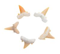 5 Pezzi Fossile di Dente di Squalo, Set Marino, Stile Retrò | Didattico, per Vetrina Museale e Decorazione Interna, Superficie Grezza, Circa 1,5-2,5 Pollici