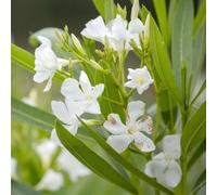5 pezzi semi di adelfa - semi da giardino, scalatrici resistenti, scalatrici, perenni resistenti, balcone per l'inverno