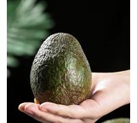 5 pezzi semi di avocado - ciondoli, perenni resistenti, semi di colonnari colonnari di Las