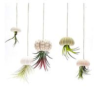 5 Pezzi Vasi Sospesi Ricci di Mare Fioriere Sospese Vasi per Piante Sospese Supporti per Piante Ad Aria con Fori Superiori e Inferiori per L'arredamento Dell'home Office (Set da 4 pezzi)