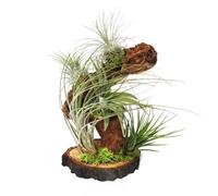 5 piante di tillandsia di grandi dimensioni posizionate sulla radice di un albero