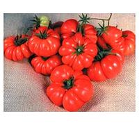 5 Piante Pomodoro Costoluto TERRE DI ROMAGNA MADE IN ITALY