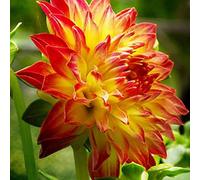 5 pz Dalia bulbi (Non Semi) eccellente Decorazione del Giardino Perenne Esotico Specie Rara Selvaggio Bouquet Materiale Forte Vitalità Facile Da Prendere Cura di Attirare Piccoli Animali
