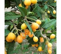 5 Seeds Japanese Medlar Eriobotrya Japonica Loquat Néflier du Japon seeds