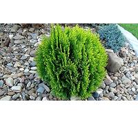 5 Seeds of Thuja - Thuja Orientalis - Oriental Arbor Vitae : Package Contains seeds