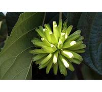 5 semi di albero a vita (Camptotheca Acuminata) Happy Tree Seeds Semi K09 Seeds ONLY