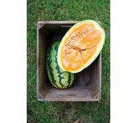 5 SEMI DI ANGURIA ARANCIONE Seeds ONLY