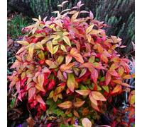 5 Semi di Nandina Domestica Moyers Red Heavenly Bamboo Seeds ONLY