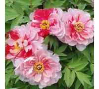 5 Semi di Peonia "Double Colour Pink" Seeds ONLY