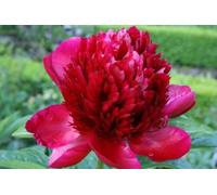 5 SEMI DI PEONIA "FIRST RED" Seeds ONLY