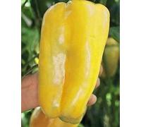 5 Semi di PEP400 Super Heavyweight Peperone Seeds ONLY