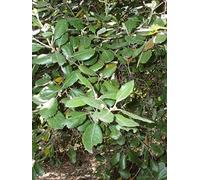 5 Semi di Q15 Leccio (Quercus Ilex)