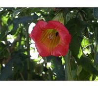 5 Semi di Red Tree Brugmansia W102 (Brugmansia sanguinea)
