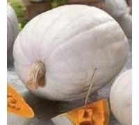 5 Semi di TRN721 Super Luna Seeds ONLY