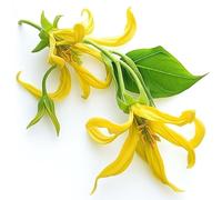 5 Semi di Ylang-Ylang - SemiSelvaggio Permacultura