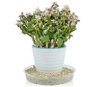 5 sottobicchieri in plastica per piante interne ed esterne, sottobicchieri per fiori bianchi da 6 a 12 piedi per piante da interni ed esterni (12 pollici)