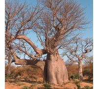 5 True Adansonia Digitata Baobab Bottle Tree Seeds Rare Find by : Package Contains seeds