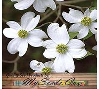 (5) White Cornelian Cherry, Cornelian Cherry, the seeds of the tree : Package Contains seeds