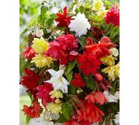 5 X Begonia Pendula Mix - Begonie Pendula Colori Misti - Bulbi Di Alta Qualità (5)