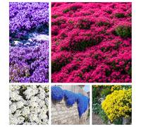 50.000 semi, miscela di semi di timo strisciante, senza OGM, perenni e resistenti all'inverno, per piantagione ornamentale all'aperto, purificante l'aria.