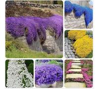 50.000 semi, miscela di semi di timo strisciante, senza OGM, perenni e resistenti all'inverno, per piantagione ornamentale all'aperto, purificante l'aria.