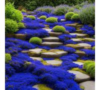 50.000 semi Timo blu strisciante, varietà perenne senza OGM, si diffonde lentamente come un "tappeto blu" naturale a causa della sua natura strisciante.