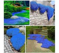 50.000 semi Timo blu strisciante, varietà perenne senza OGM, si diffonde lentamente come un "tappeto blu" naturale a causa della sua natura strisciante.