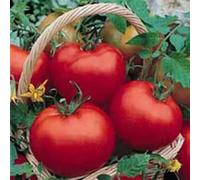50 ACE TOMATO SEEDS : Package Contains seeds