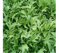 50 Bio Seeds Mizuna Giapponese-Type Verdi rucola per Il Giappone Seeds ONLY