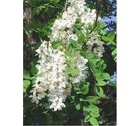 50 Black Locust Tree Seeds White Seeds ONLY